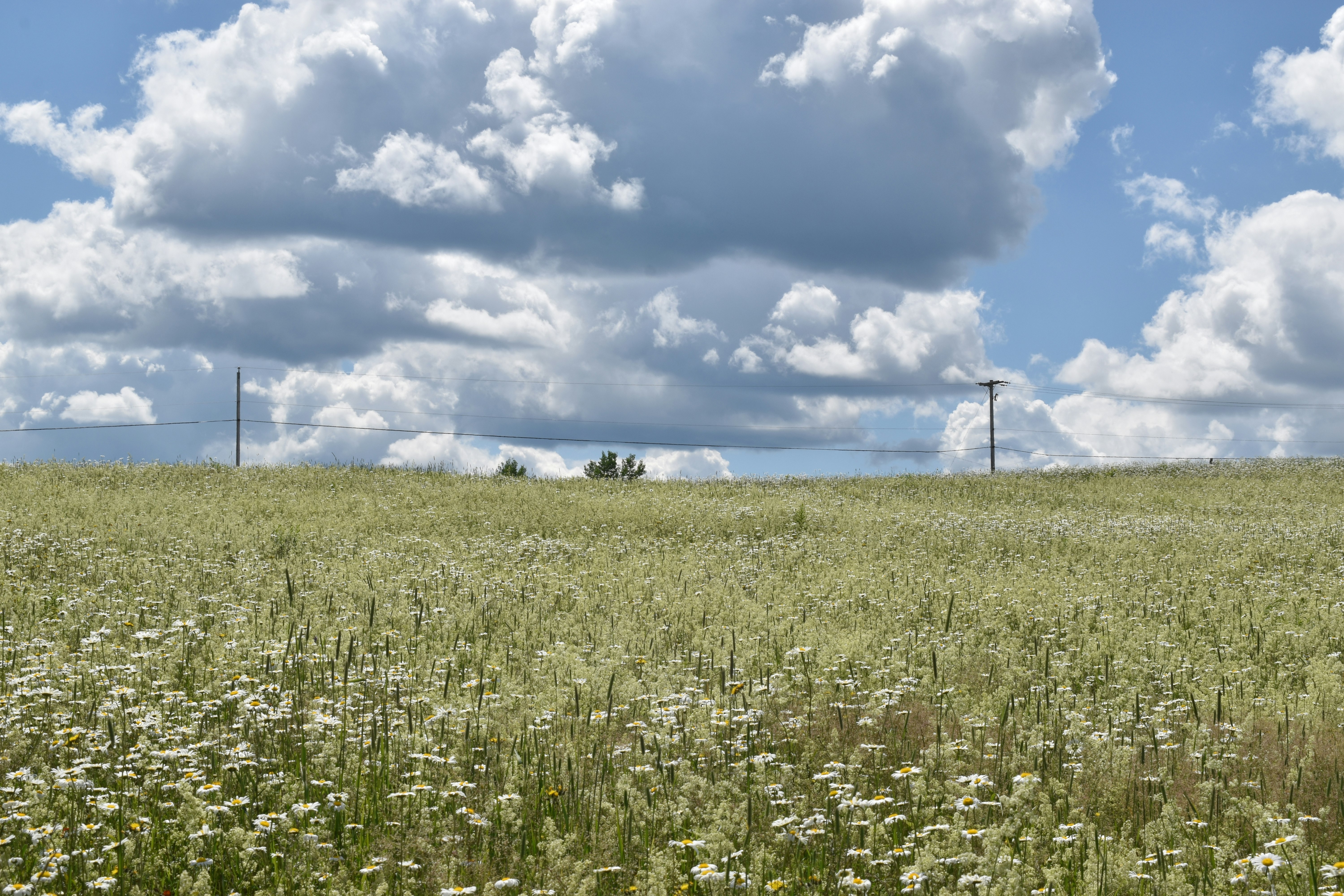 A field in bloom under a summer sky, Sainte-Apolline, Québec, Canada