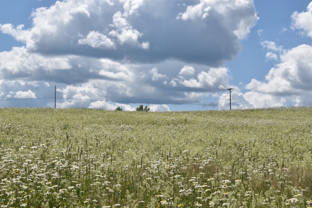 a field of grass and flowers under a cloudy sky