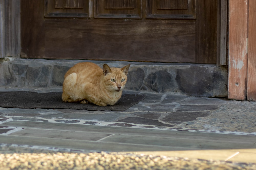 a cat sitting on the ground in front of a door