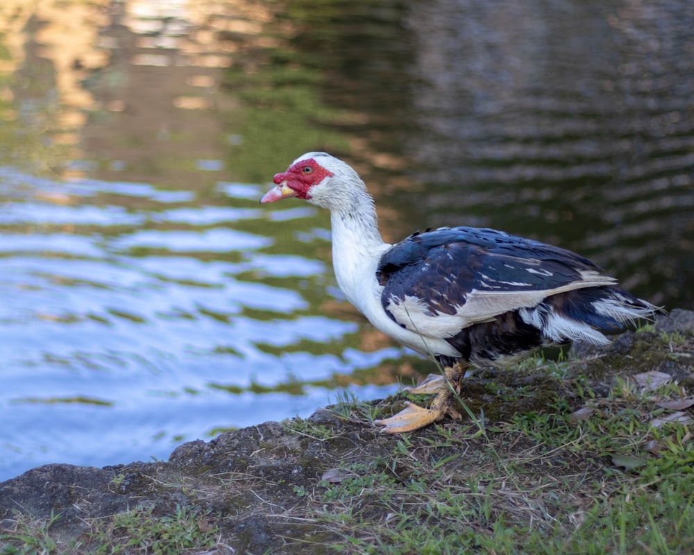 a bird standing on a rock near a body of water