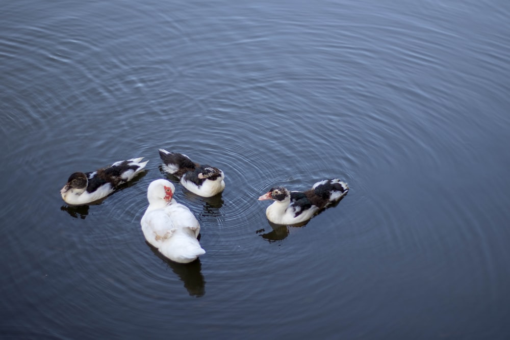 a group of ducks floating on top of a lake