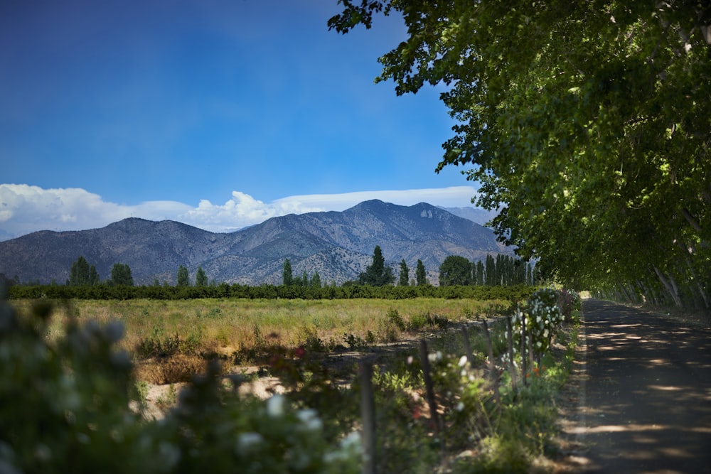 a dirt road surrounded by trees and mountains