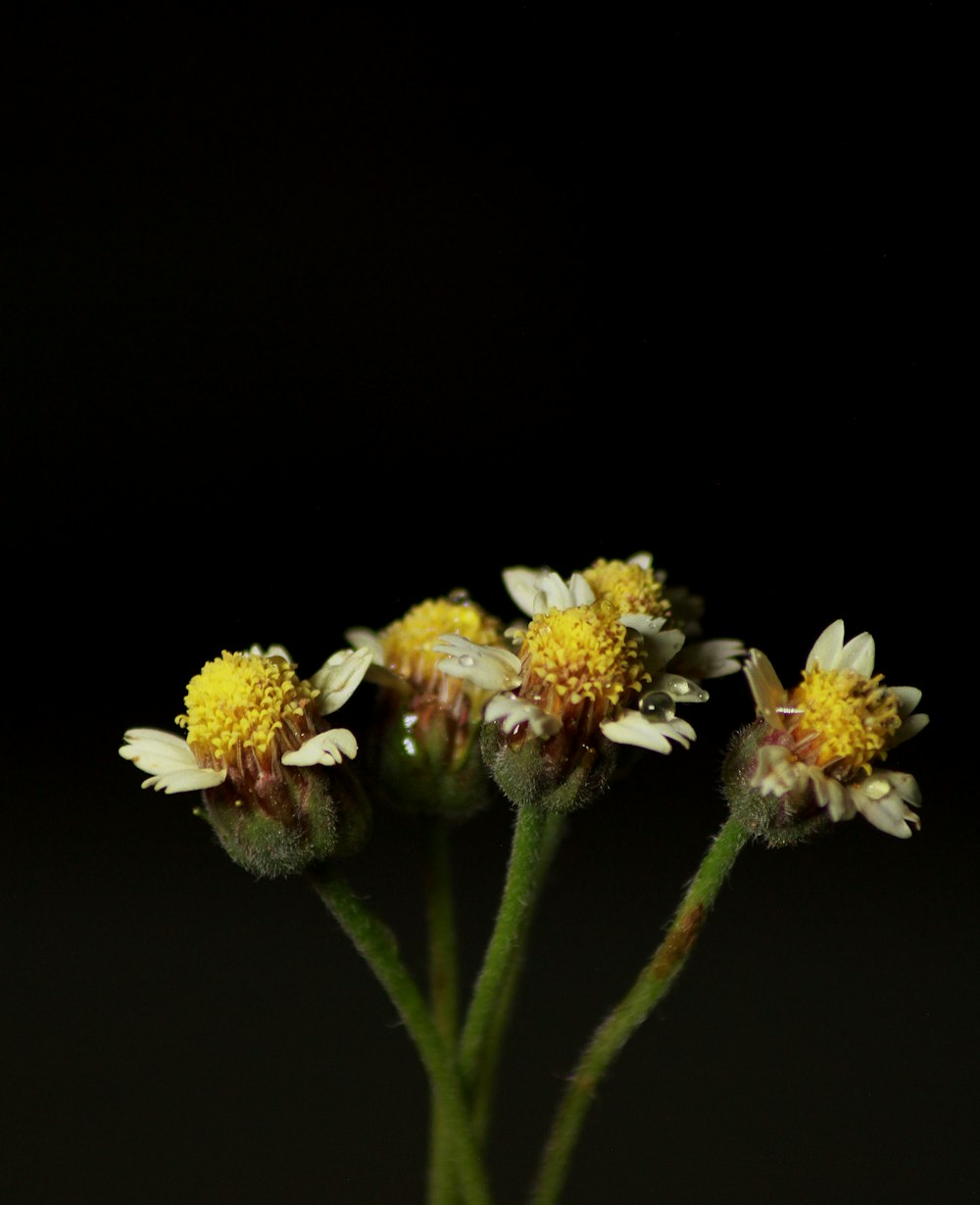 three yellow and white flowers in a vase