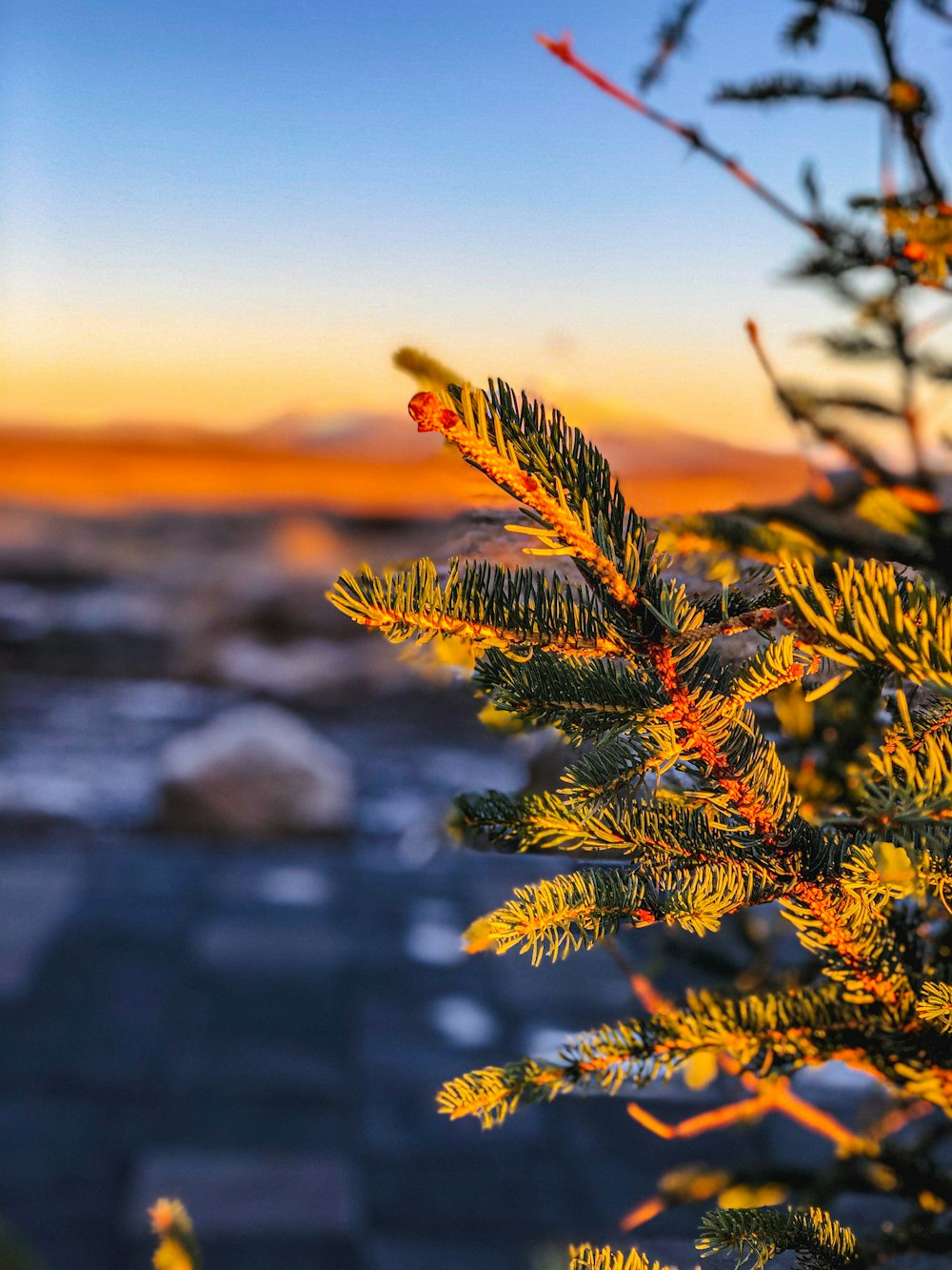 a close up of a pine tree with a sunset in the background