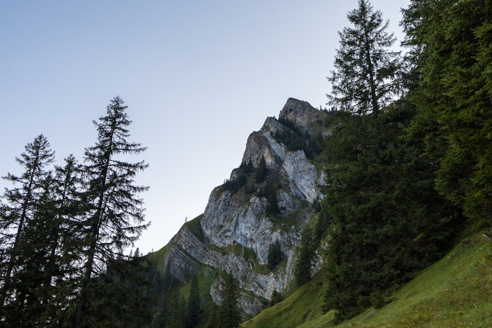 un lato della montagna con alberi sul lato di esso