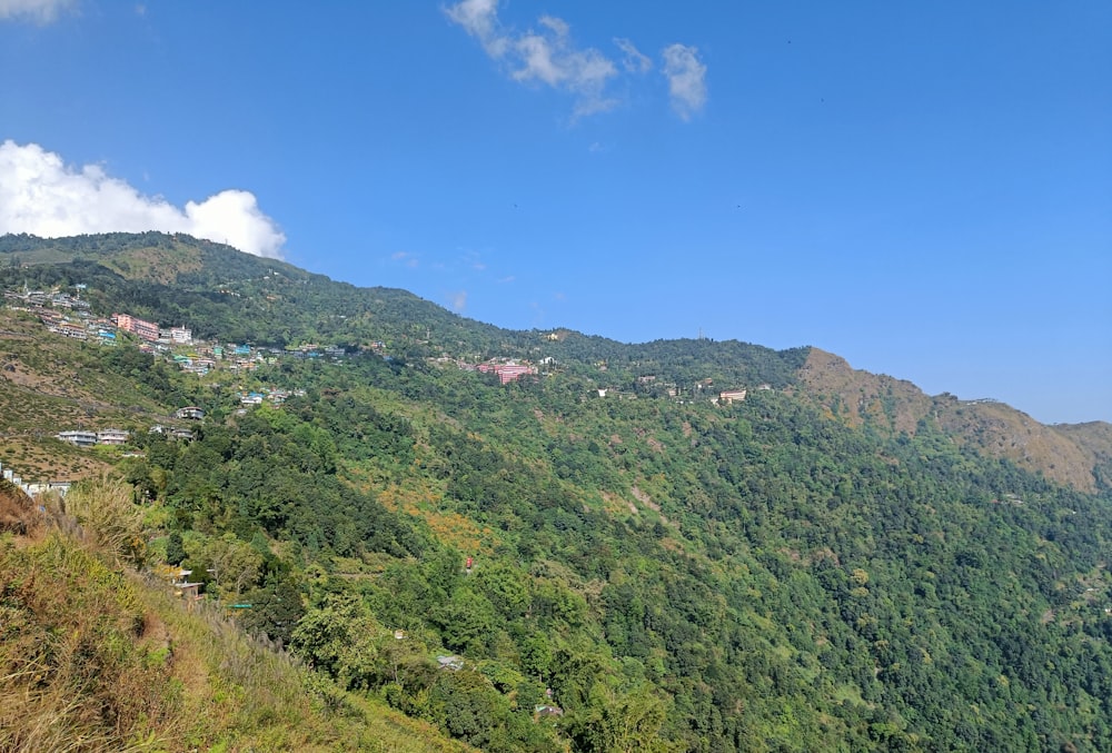 a lush green hillside covered in lots of trees