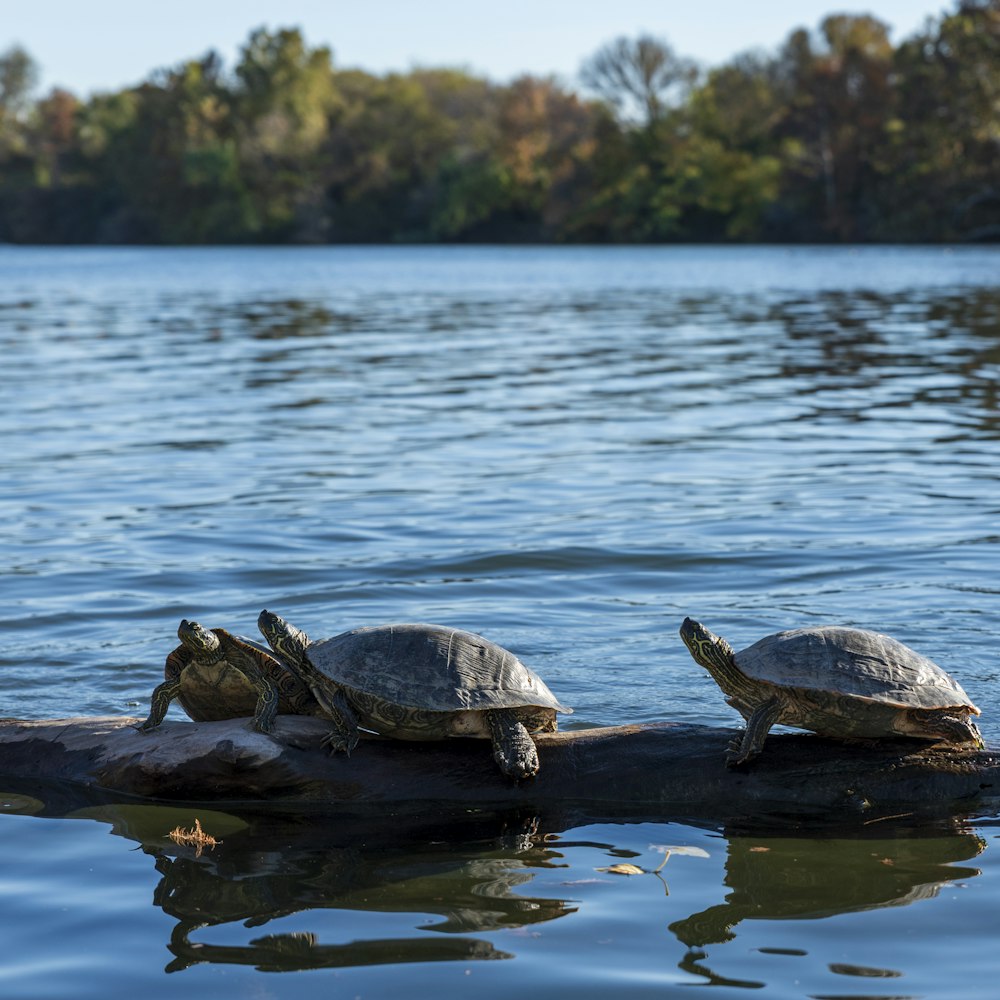 three turtles are sitting on a log in the water