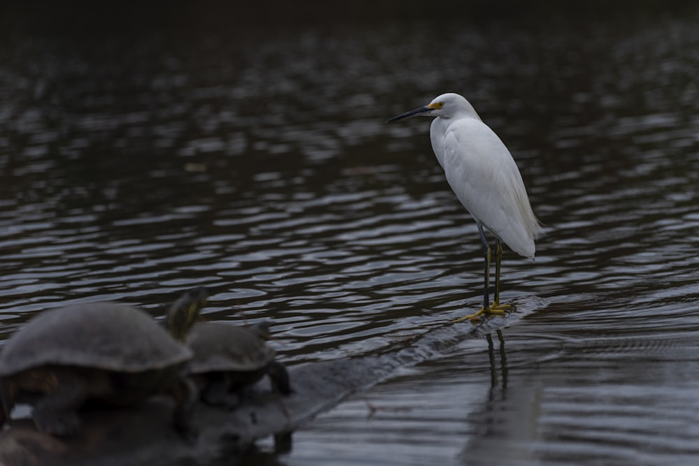 a white bird standing on top of a body of water