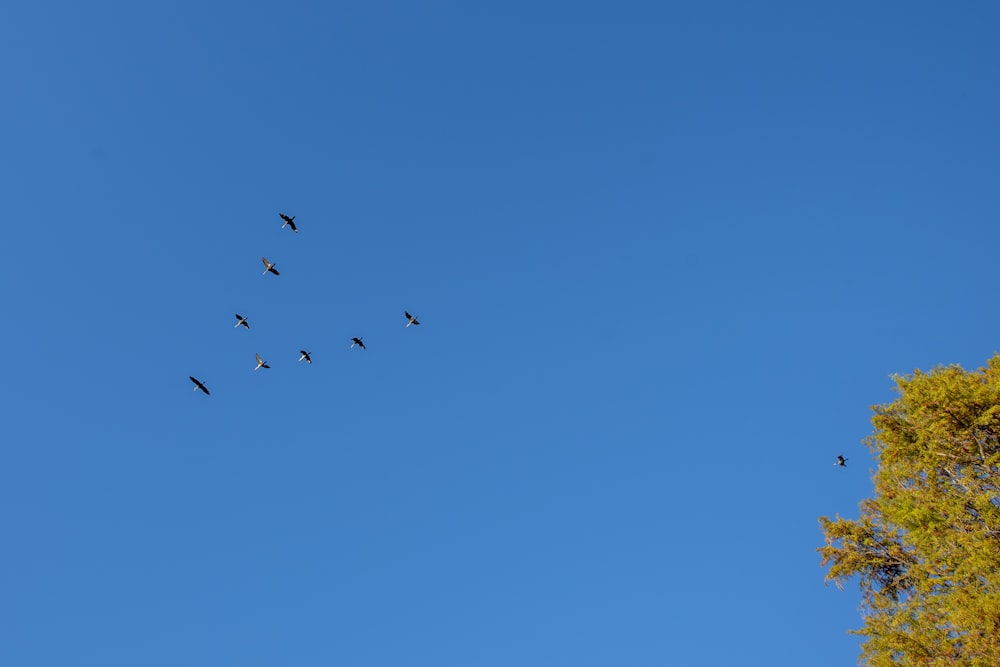 a flock of birds flying through a blue sky