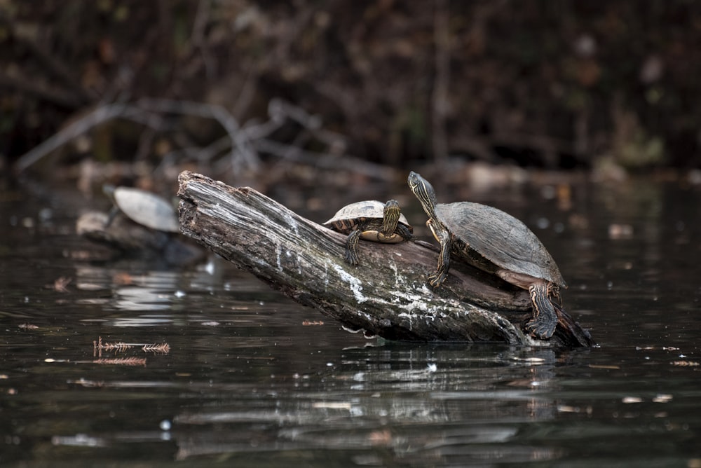 two turtles sitting on top of a log in the water