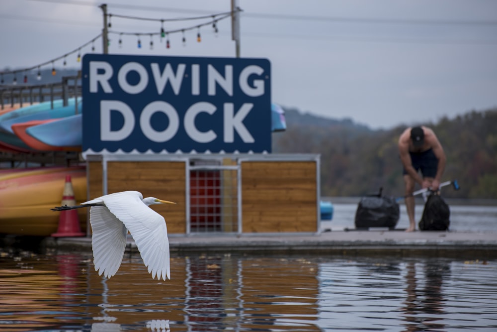 a white bird flying over a body of water