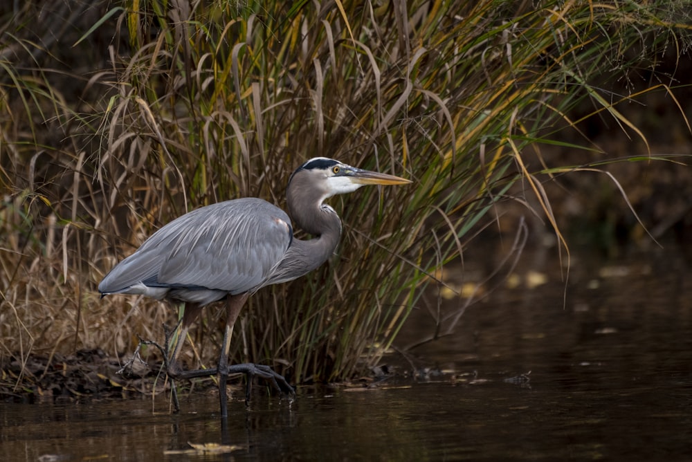 a bird is standing in the water by some tall grass