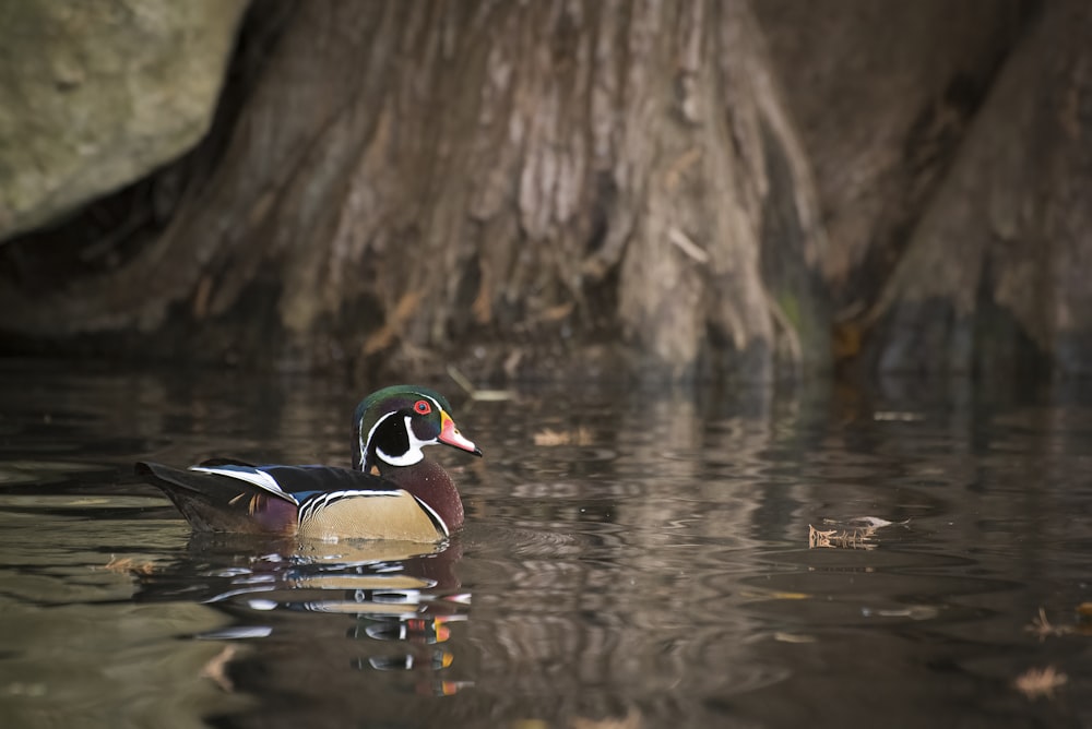a wood duck swimming in a pond next to a tree