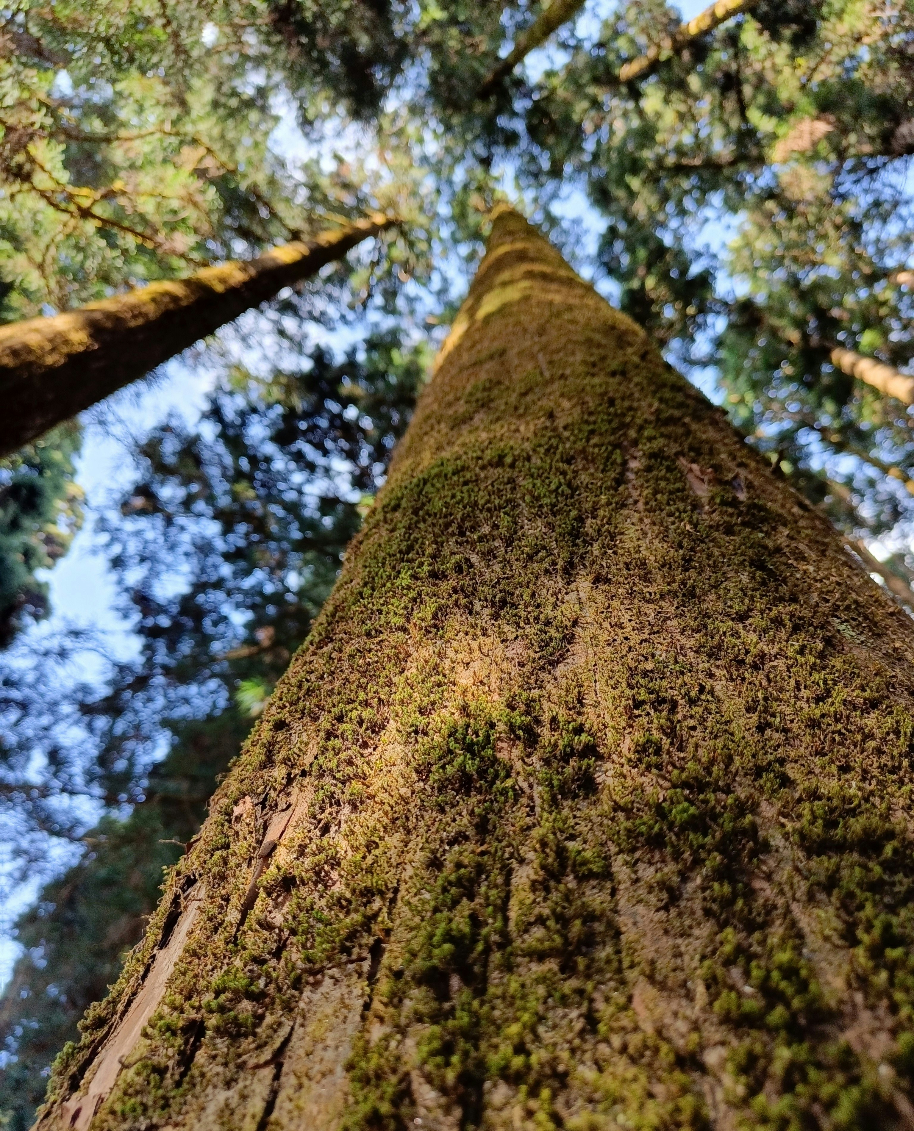 a tall tree with moss growing on it