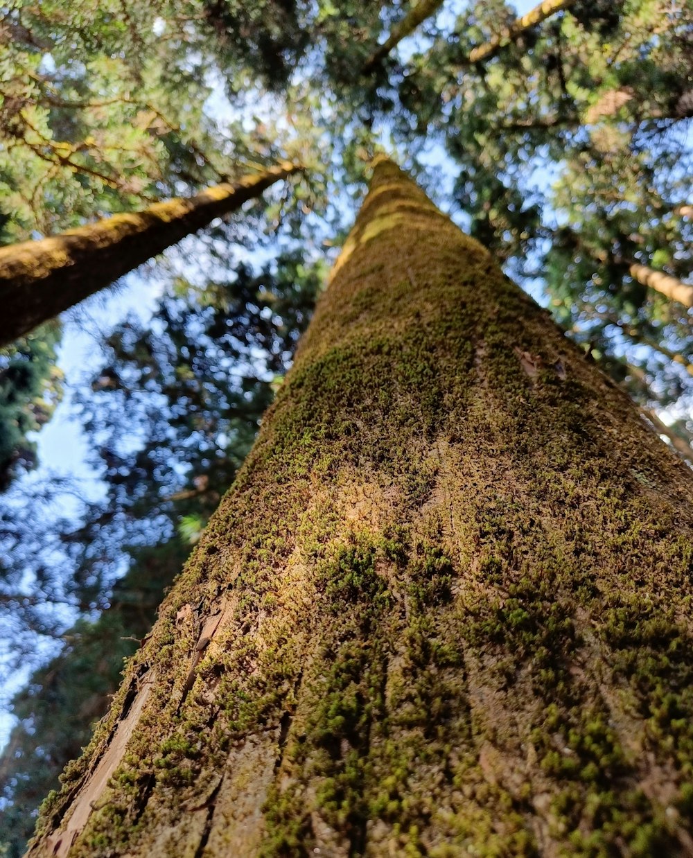 a tall tree with moss growing on it