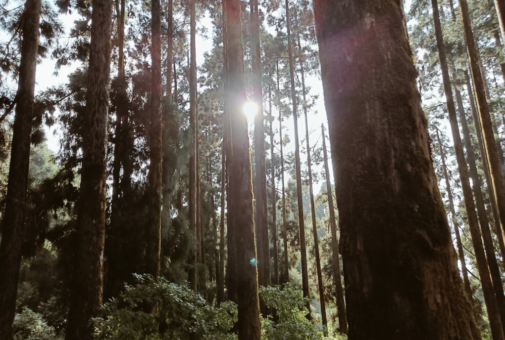 the sun shines through the tall trees in the forest