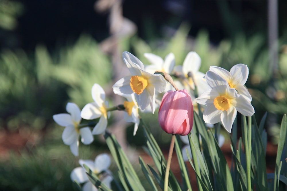 a close up of a flower