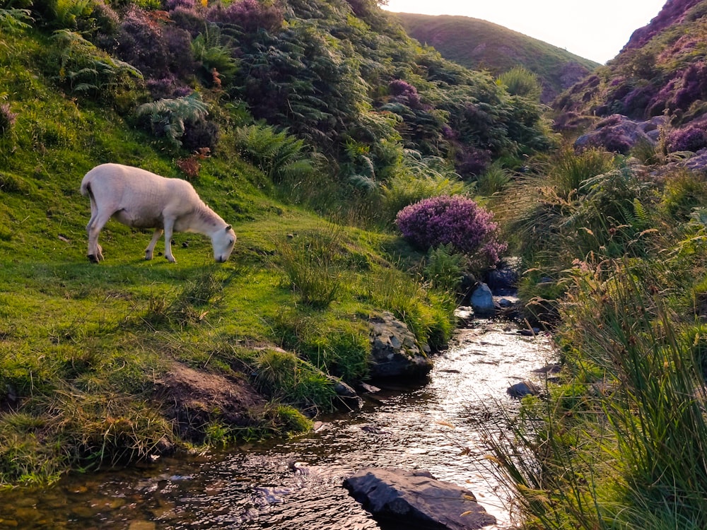 a white cow grazing on grass next to a stream