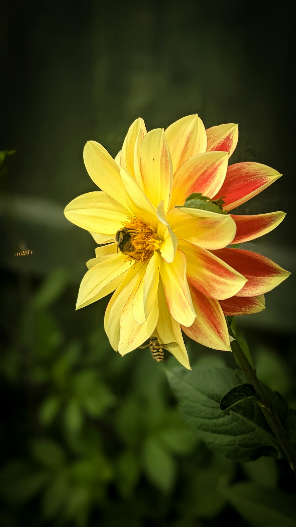 a yellow and red flower with a bee on it