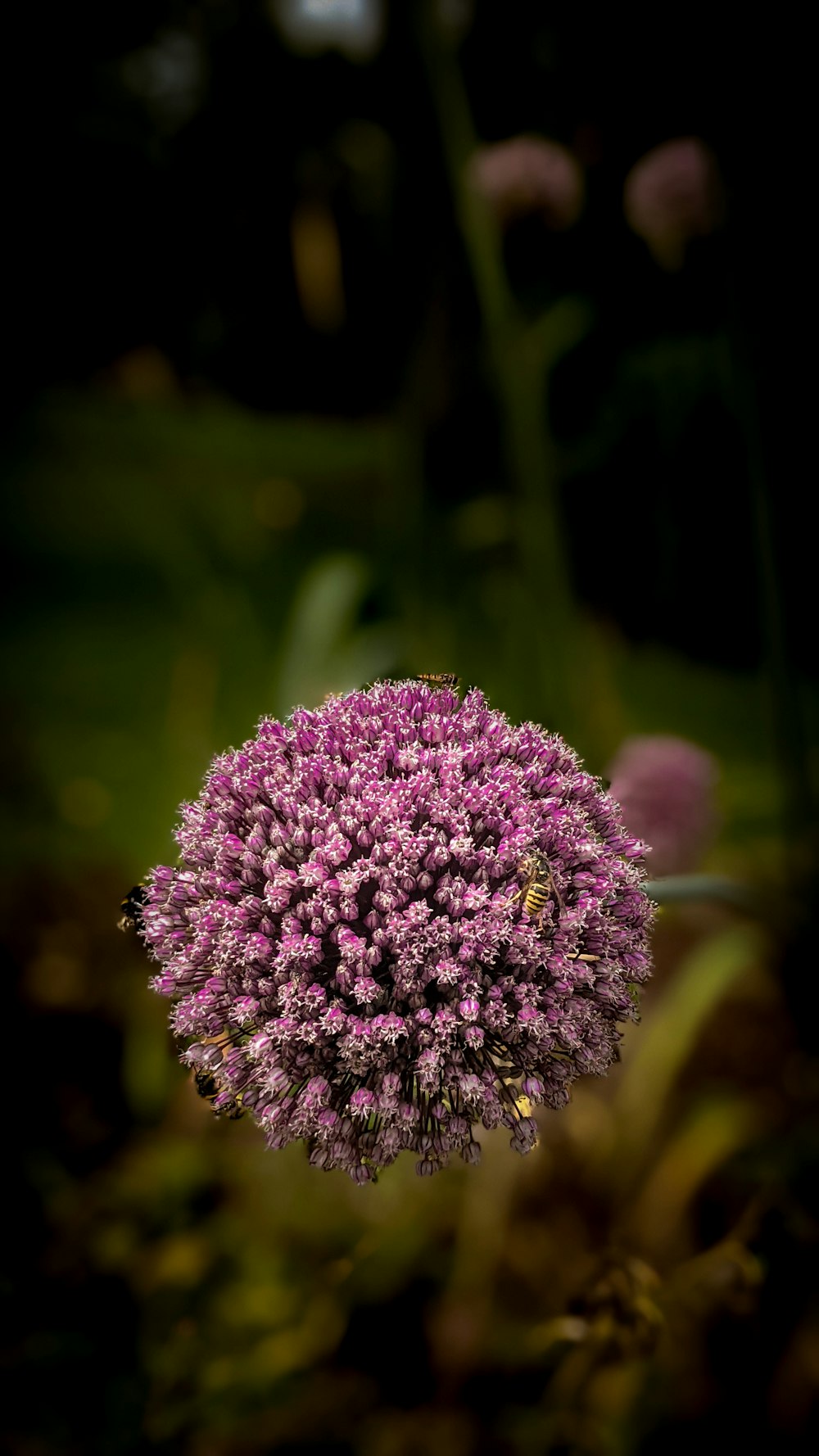 a close up of a purple flower in a field