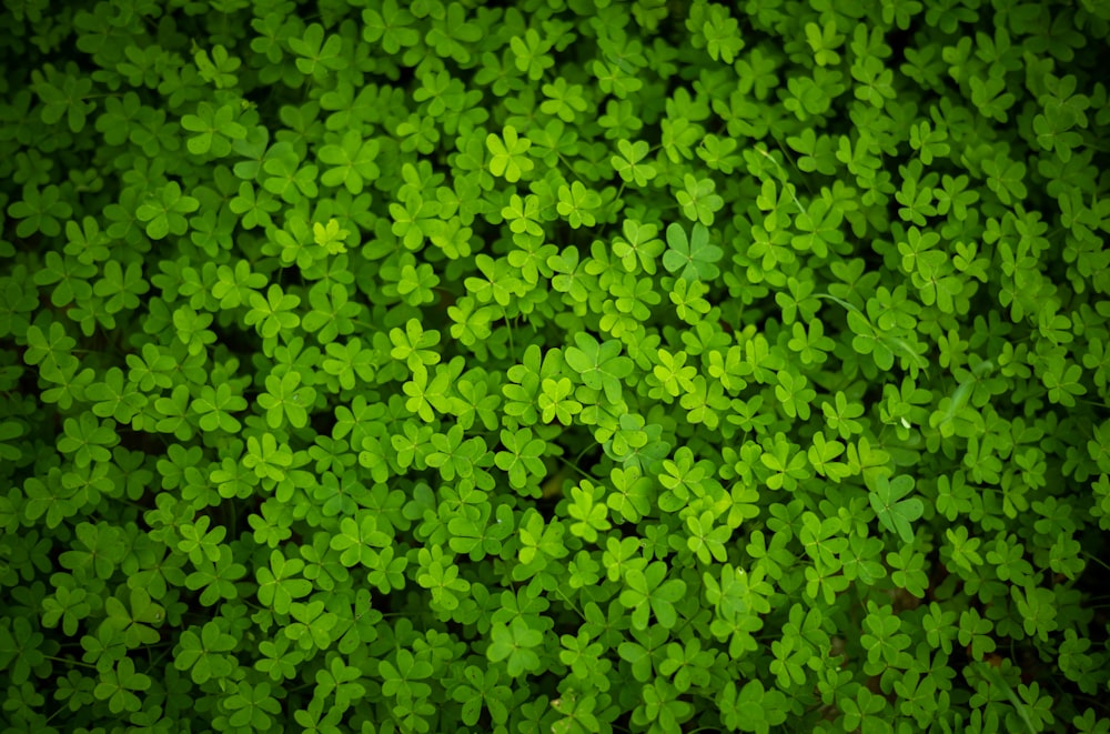 Un primer plano de una planta con hojas verdes