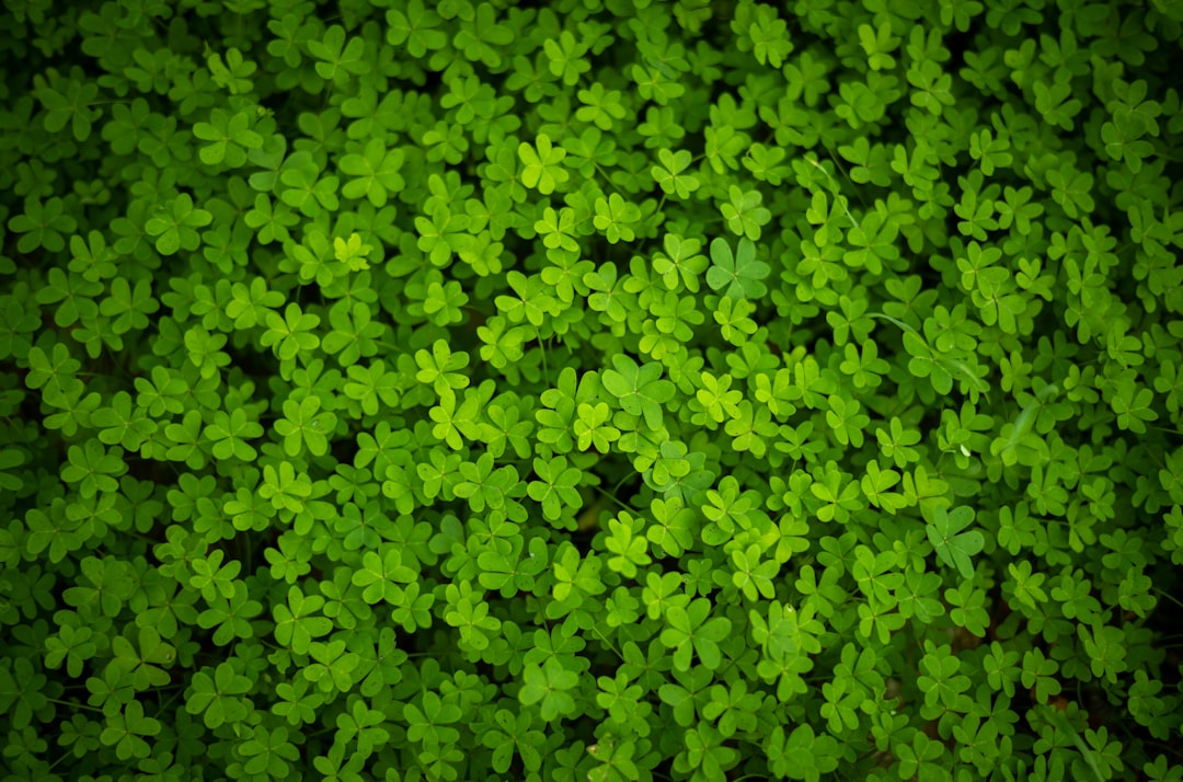 Lucky Clovers: Tracing the Turbulent History of Ireland's Iconic Fl… — Lucky Clovers