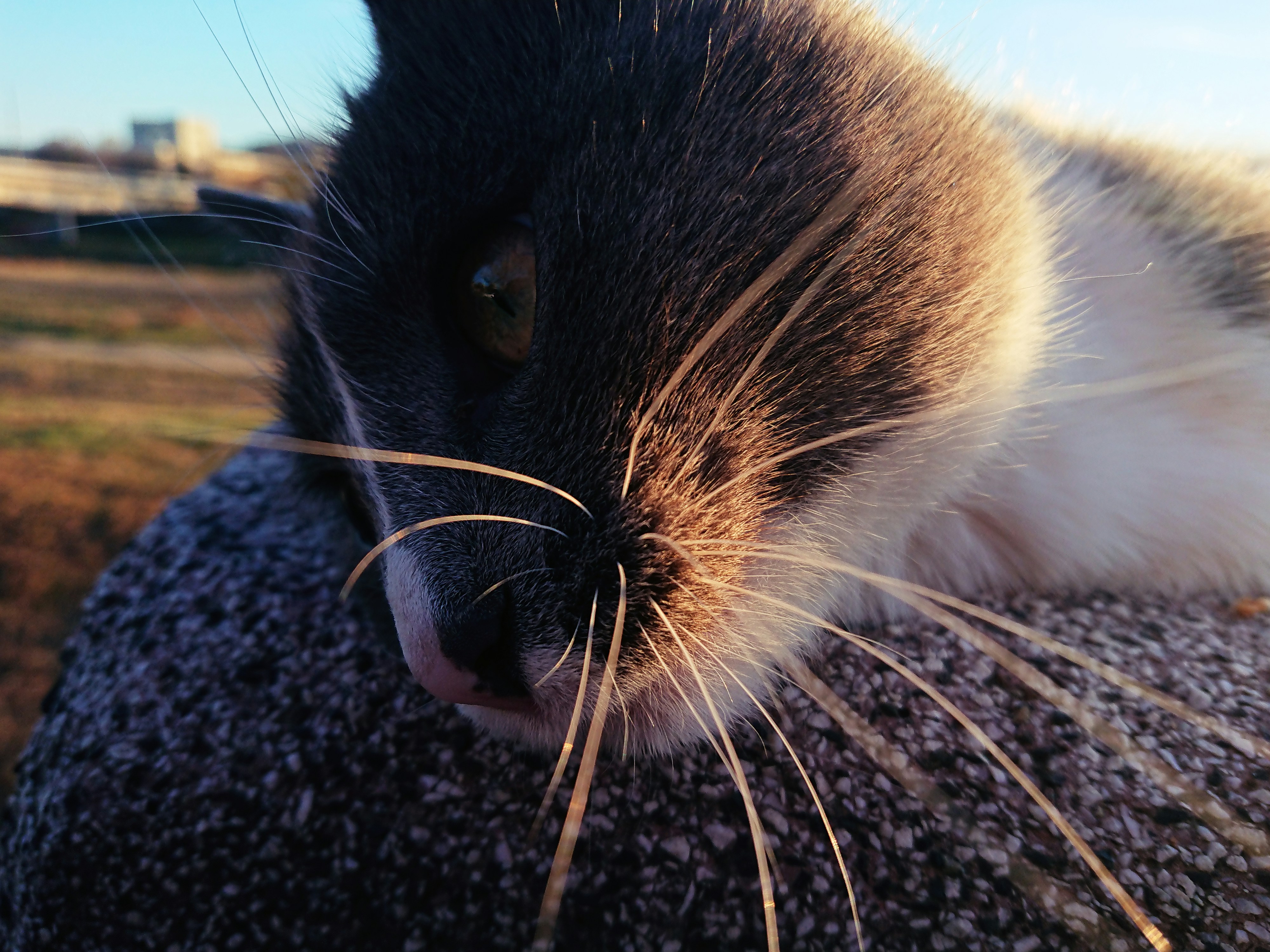 Whisker Twitching Surveillance (image credits: unsplash)