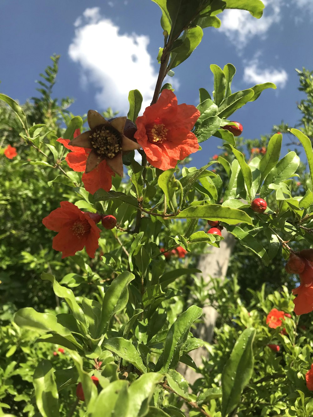 a bush with red flowers and green leaves