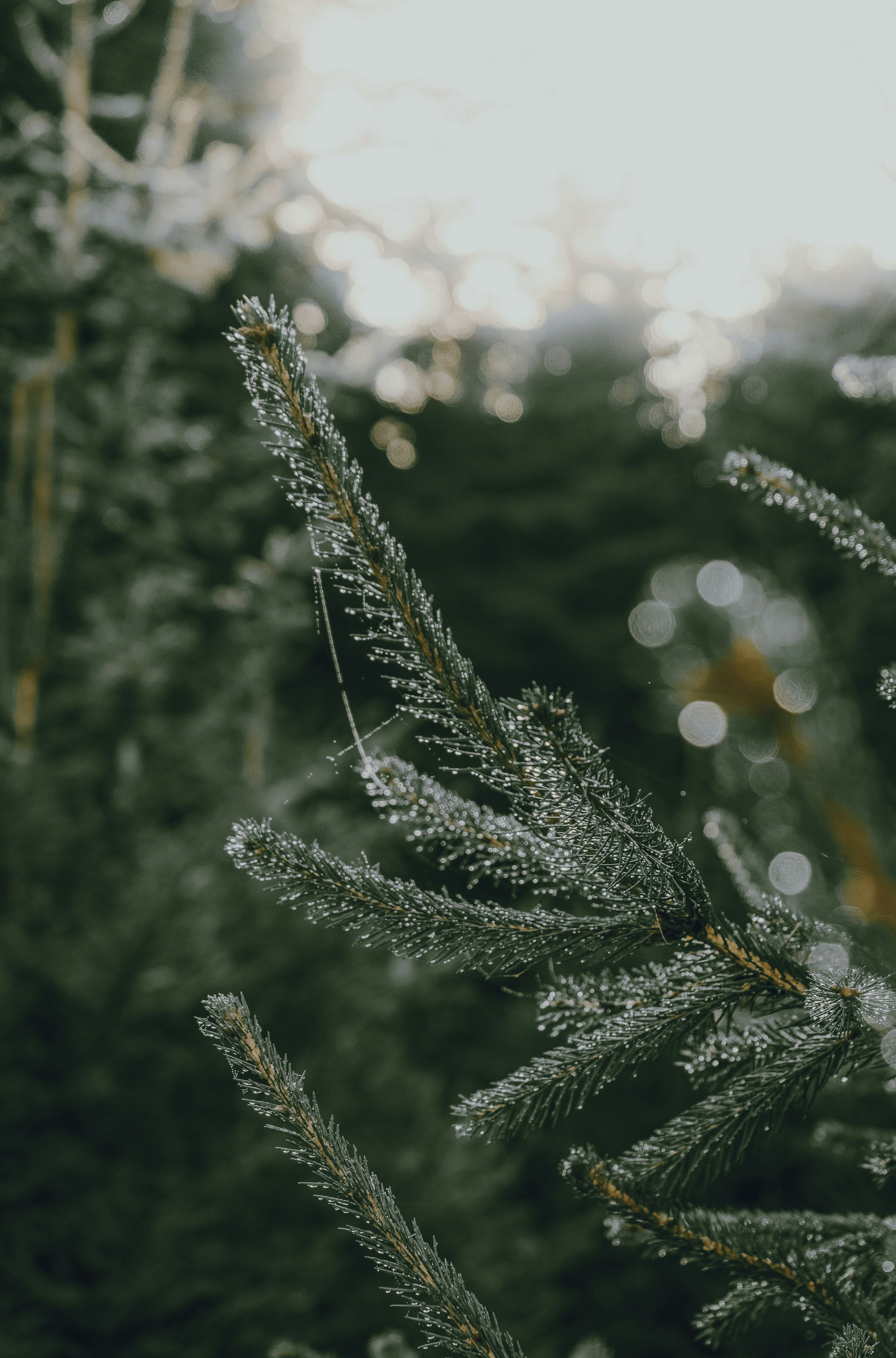 Photo by benaja_photos