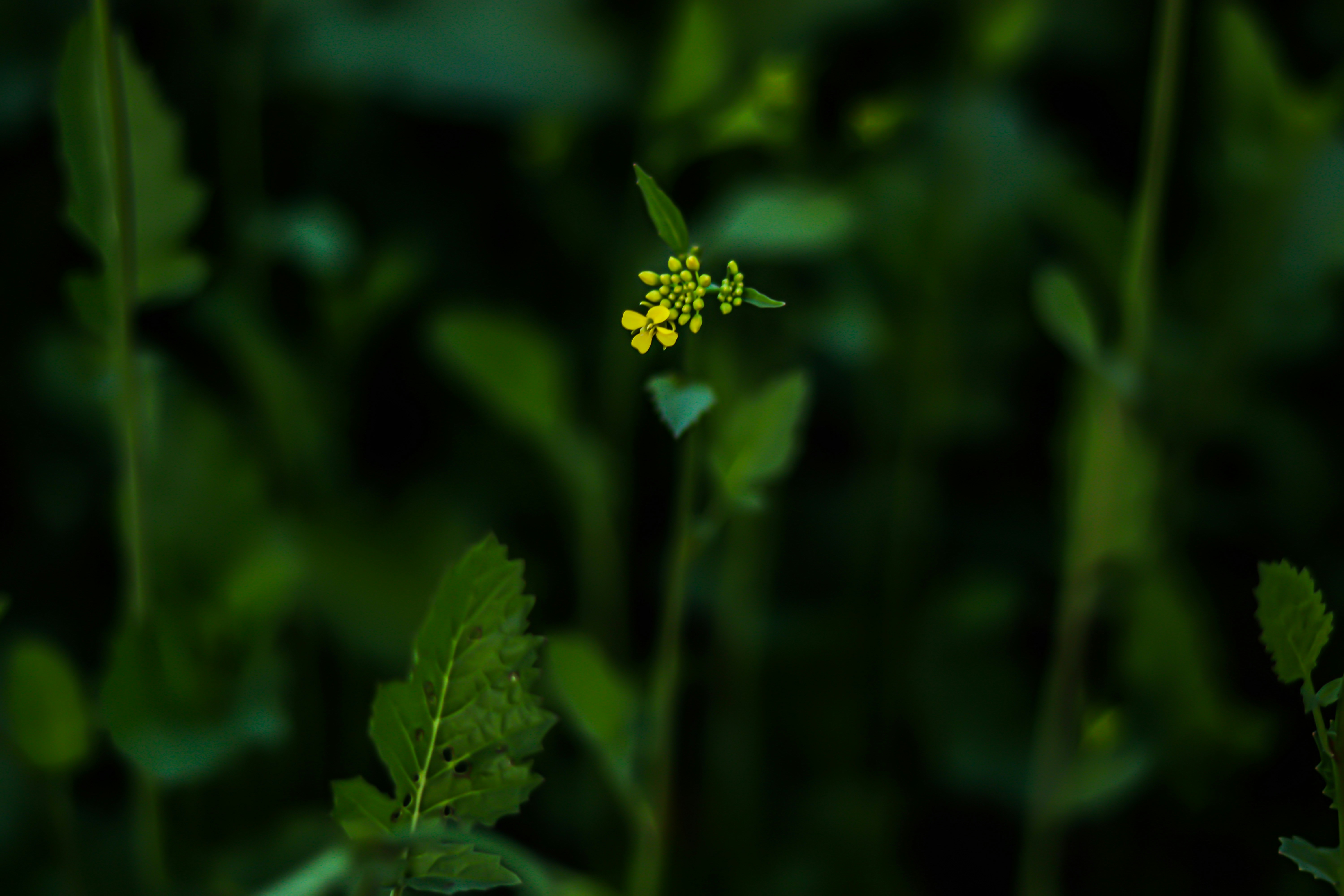 Photo by swastikarora