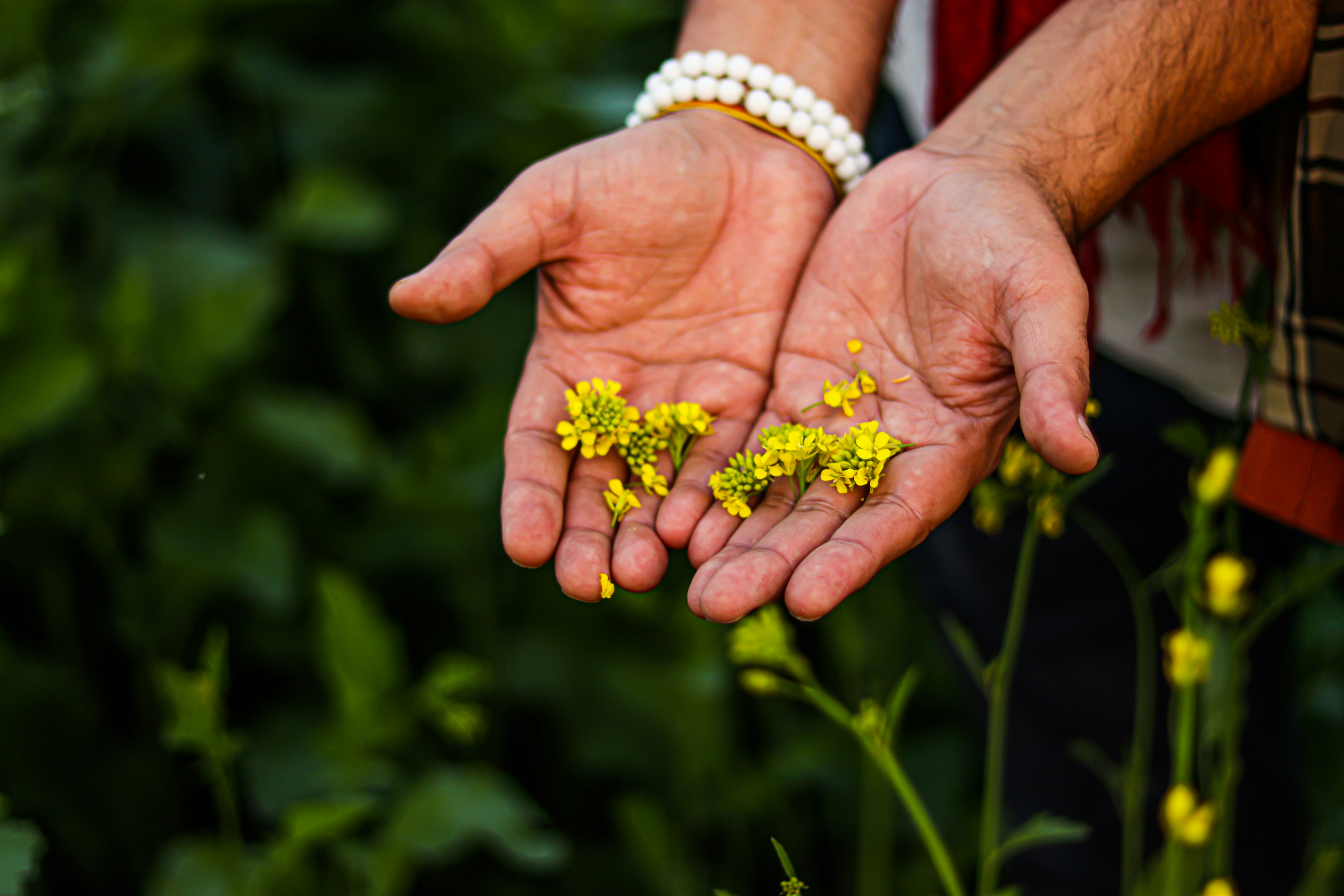 a person holding a bunch of yellow flowers in their hands
