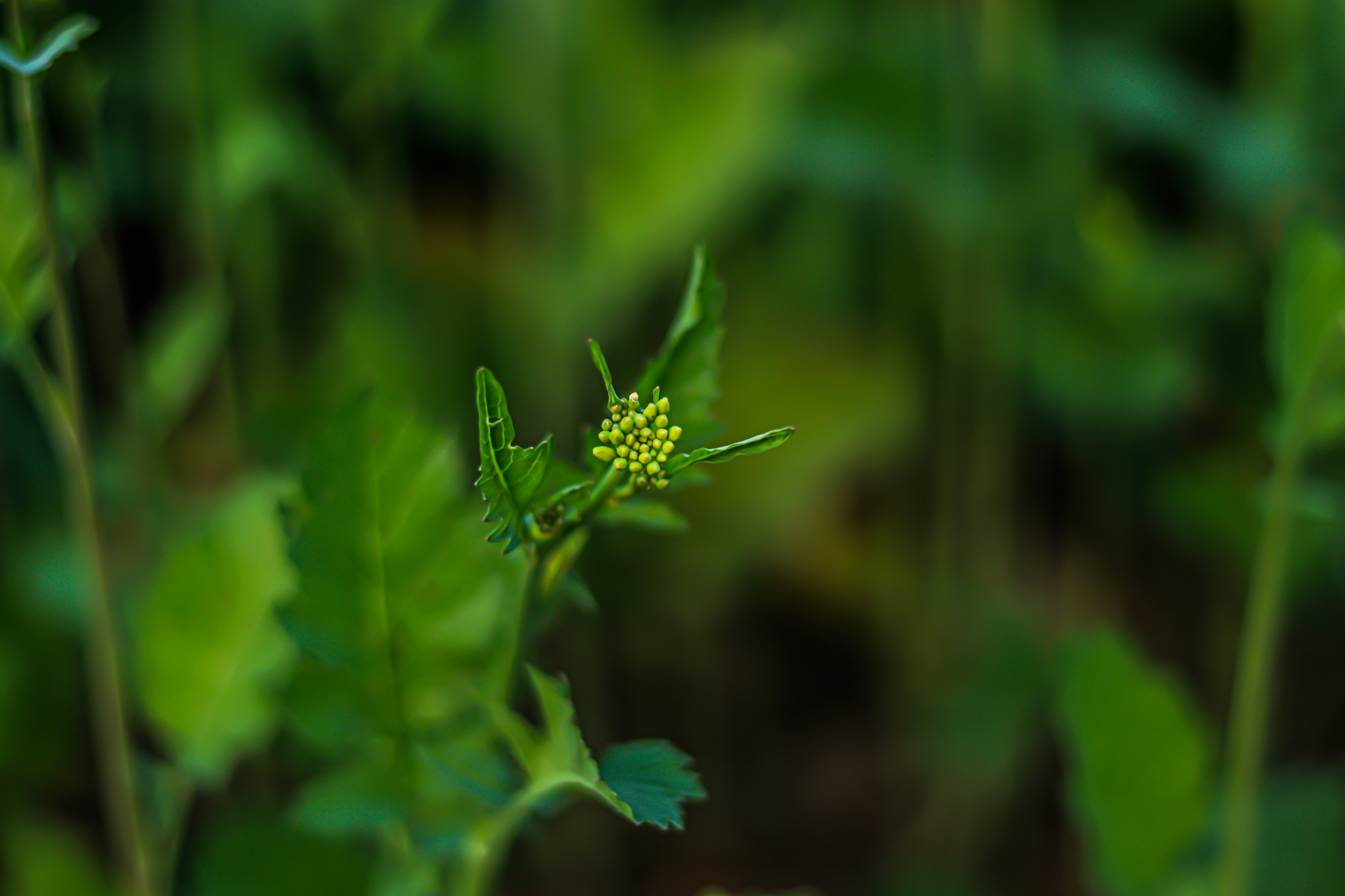 Photo by swastikarora