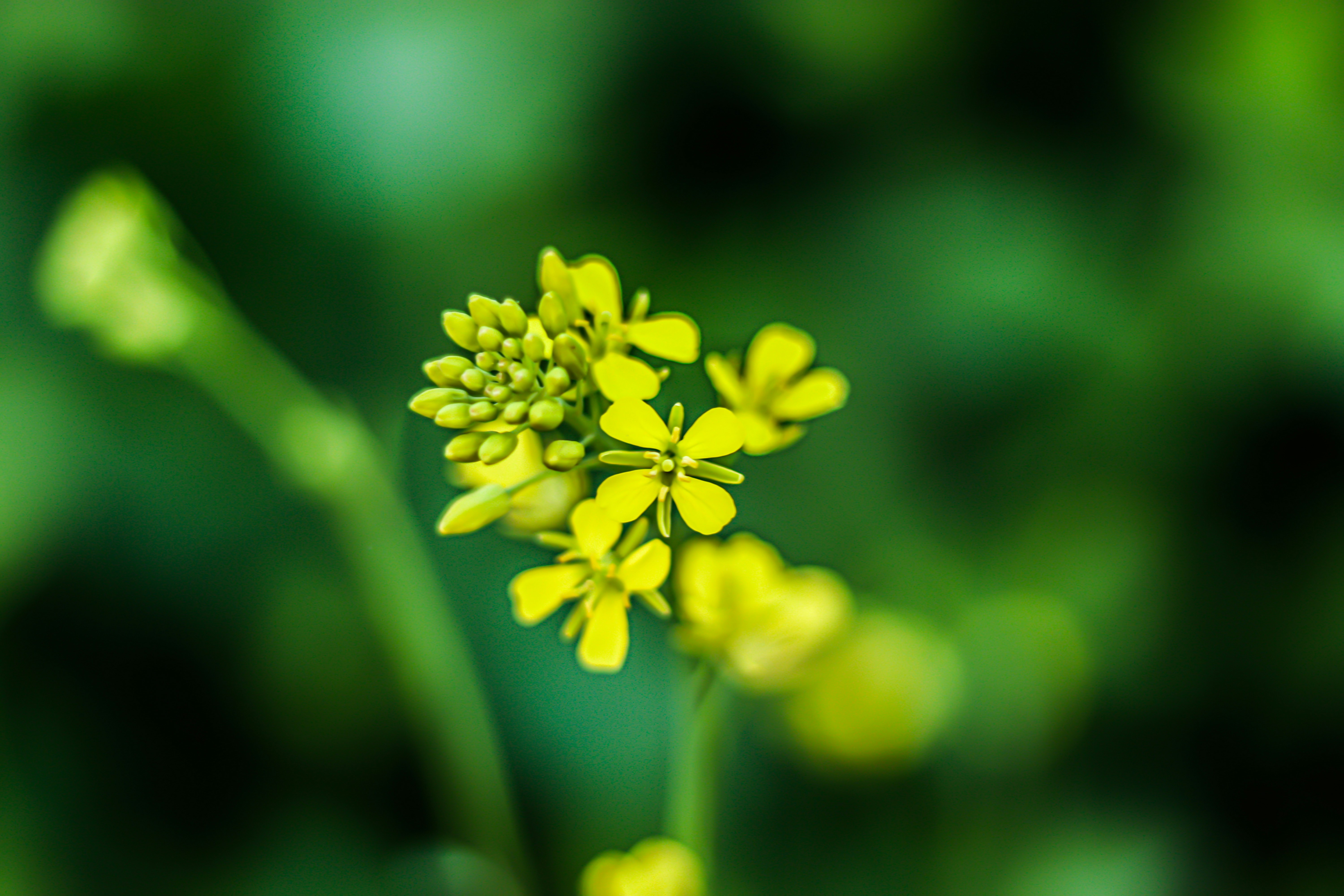 Photo by swastikarora