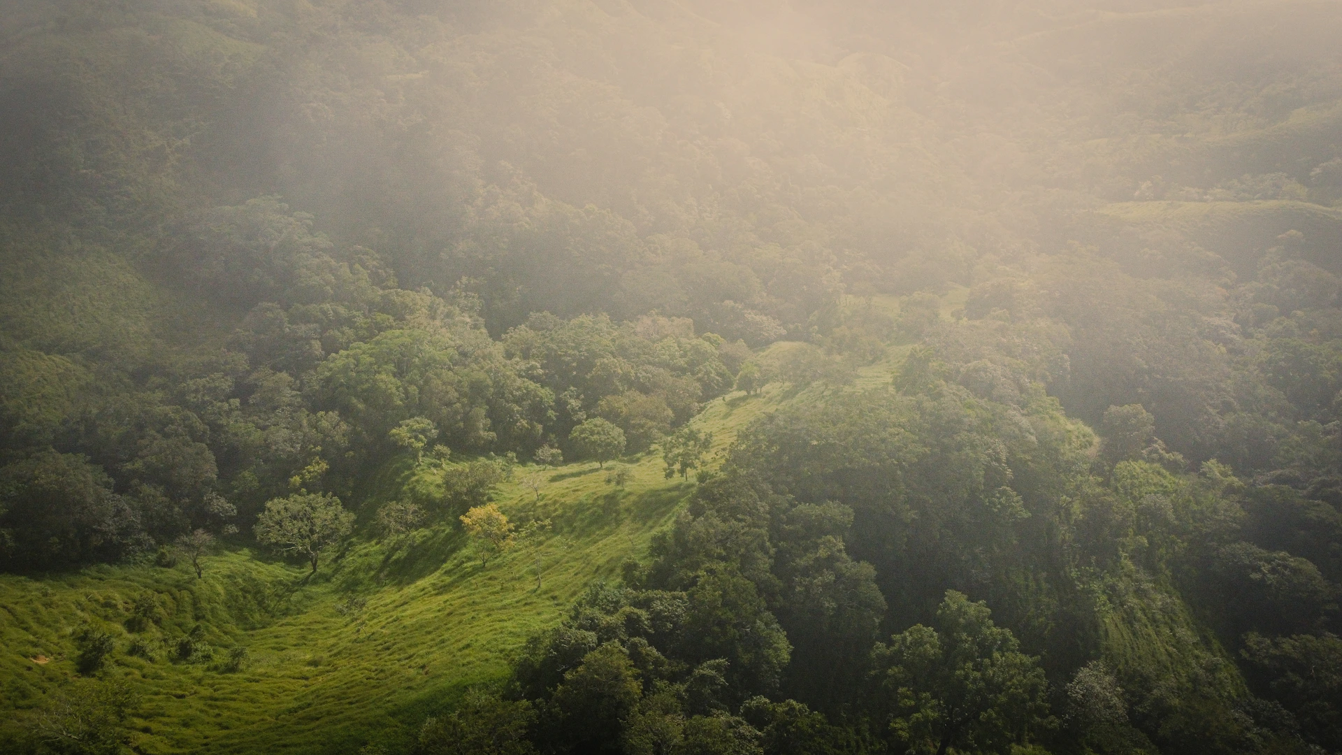 an aerial view of a lush green forest