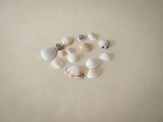 An artisanal display of polished seashells arranged neatly in a clean grid on a sandy beige backdrop.