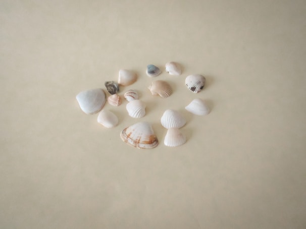 An artisanal display of polished seashells arranged neatly in a clean grid on a sandy beige backdrop.