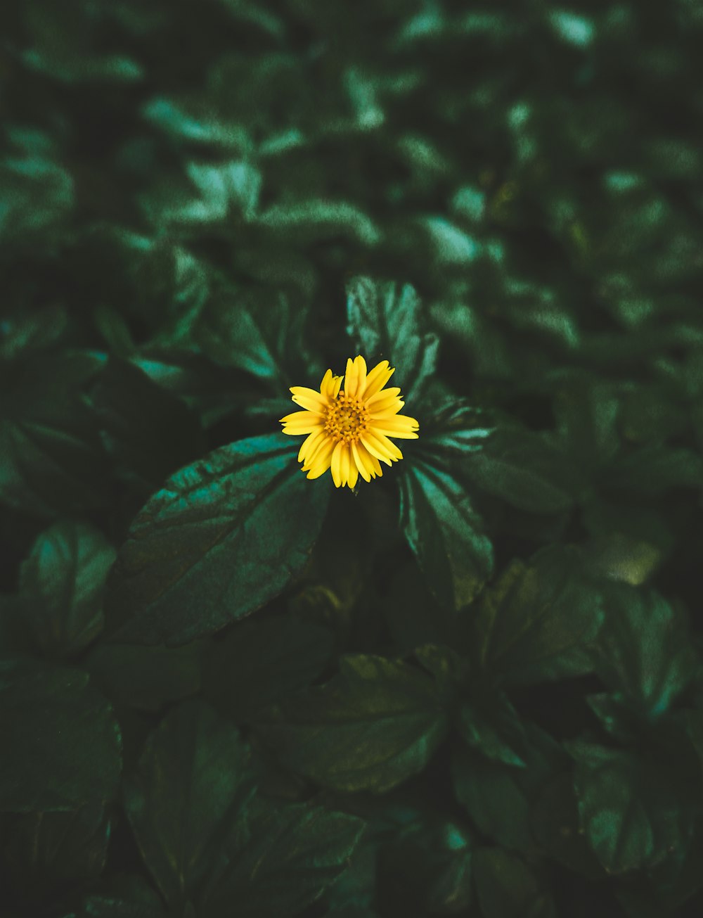 a single yellow flower sitting on top of green leaves