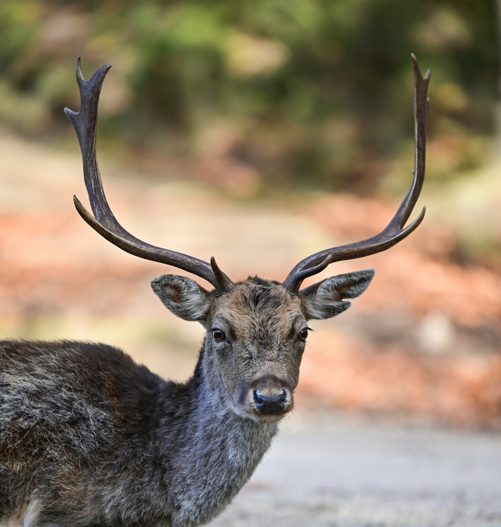 a close up of a deer with antlers on it's head