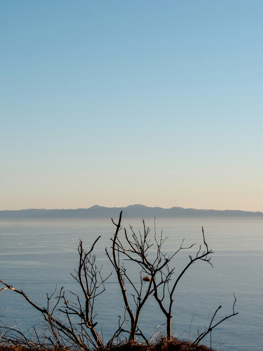 a dead tree in front of a body of water