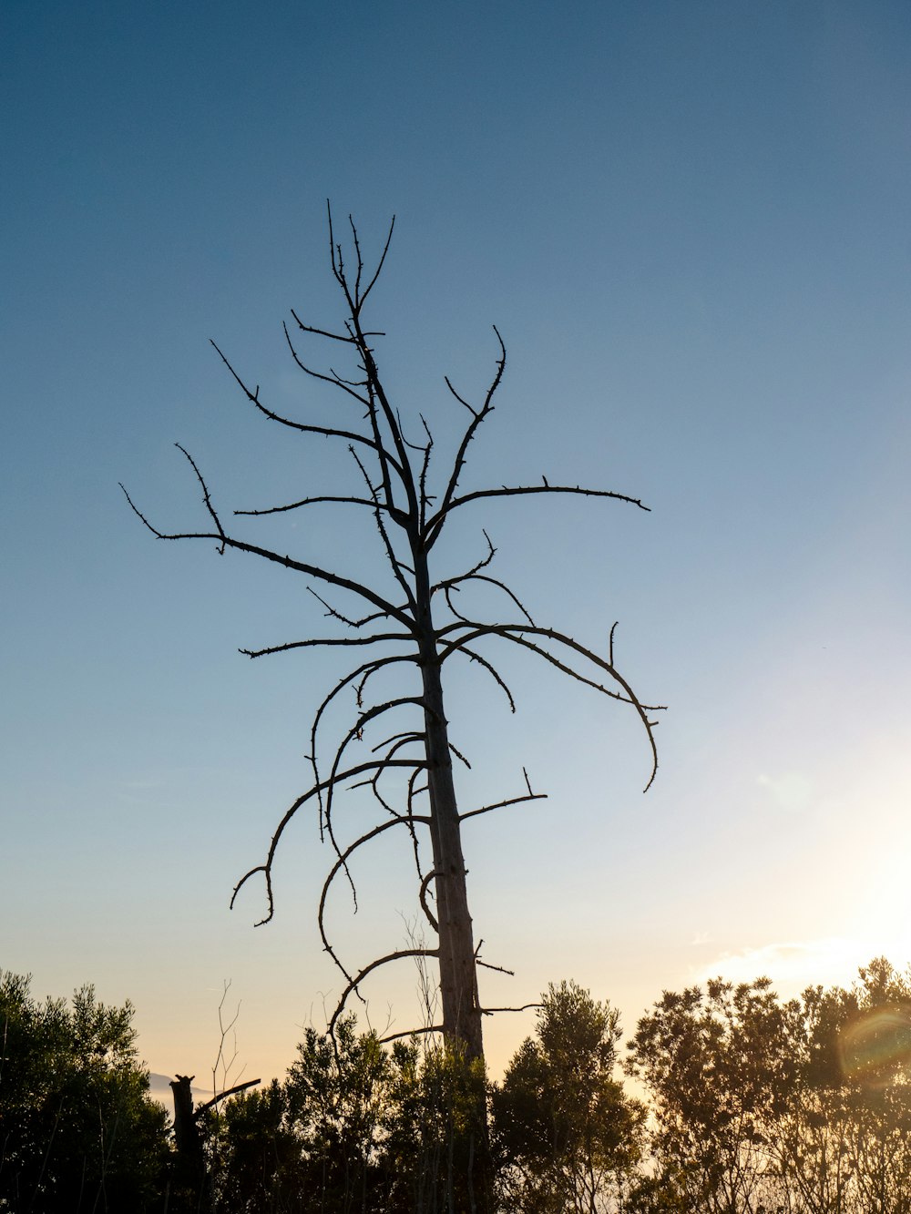 a dead tree in the middle of a field