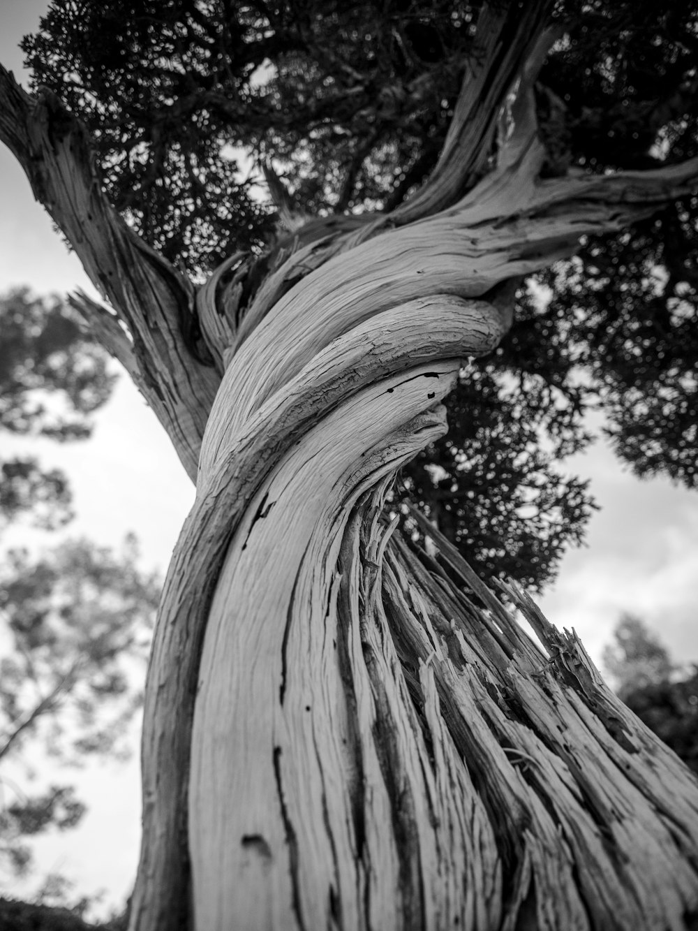 a very old tree with a very large trunk