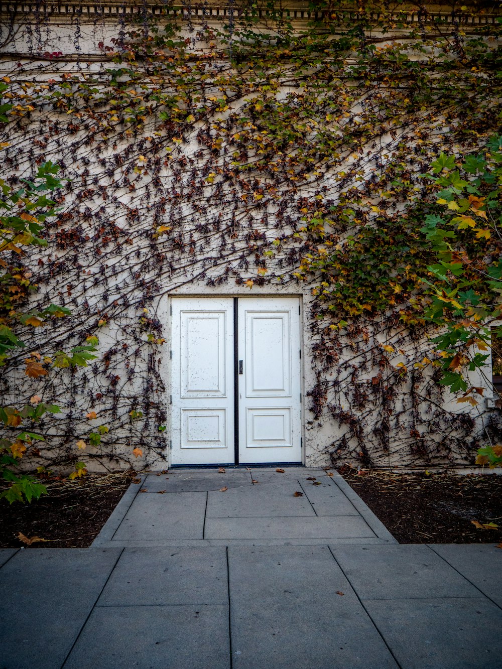a white door sitting in front of a wall covered in vines