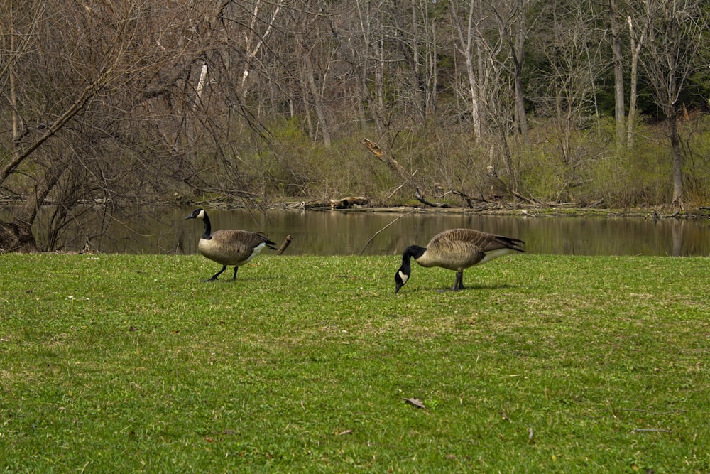 a couple of geese walking across a lush green field