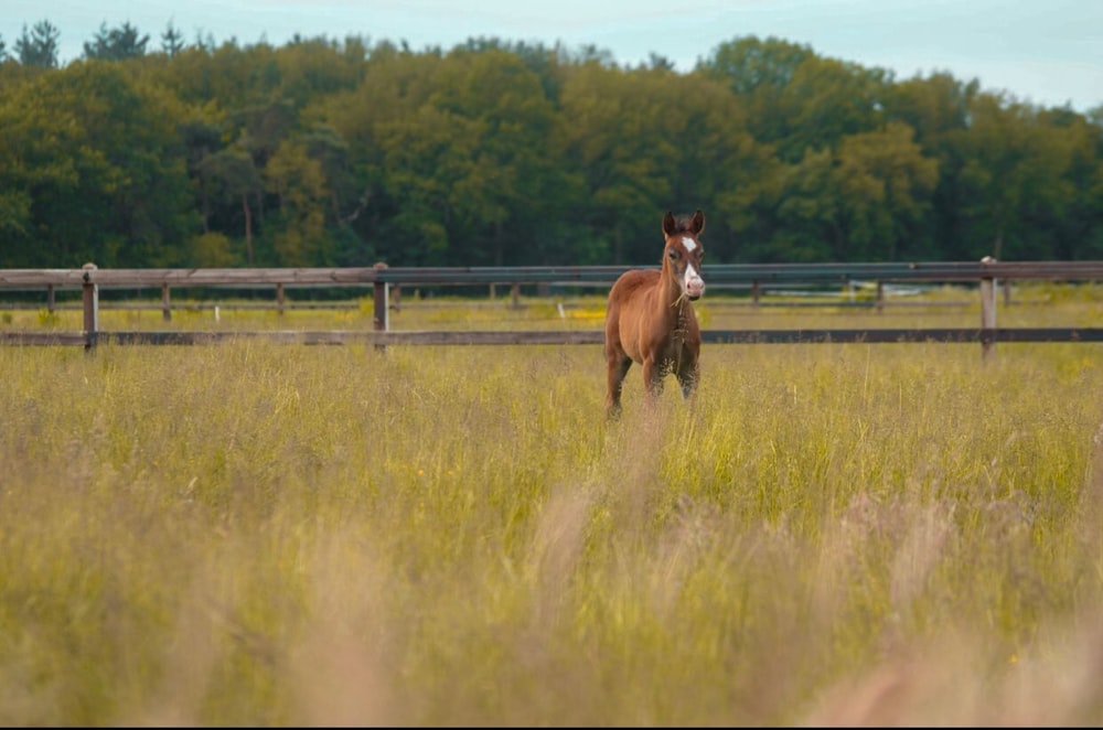 a horse standing in a field of tall grass