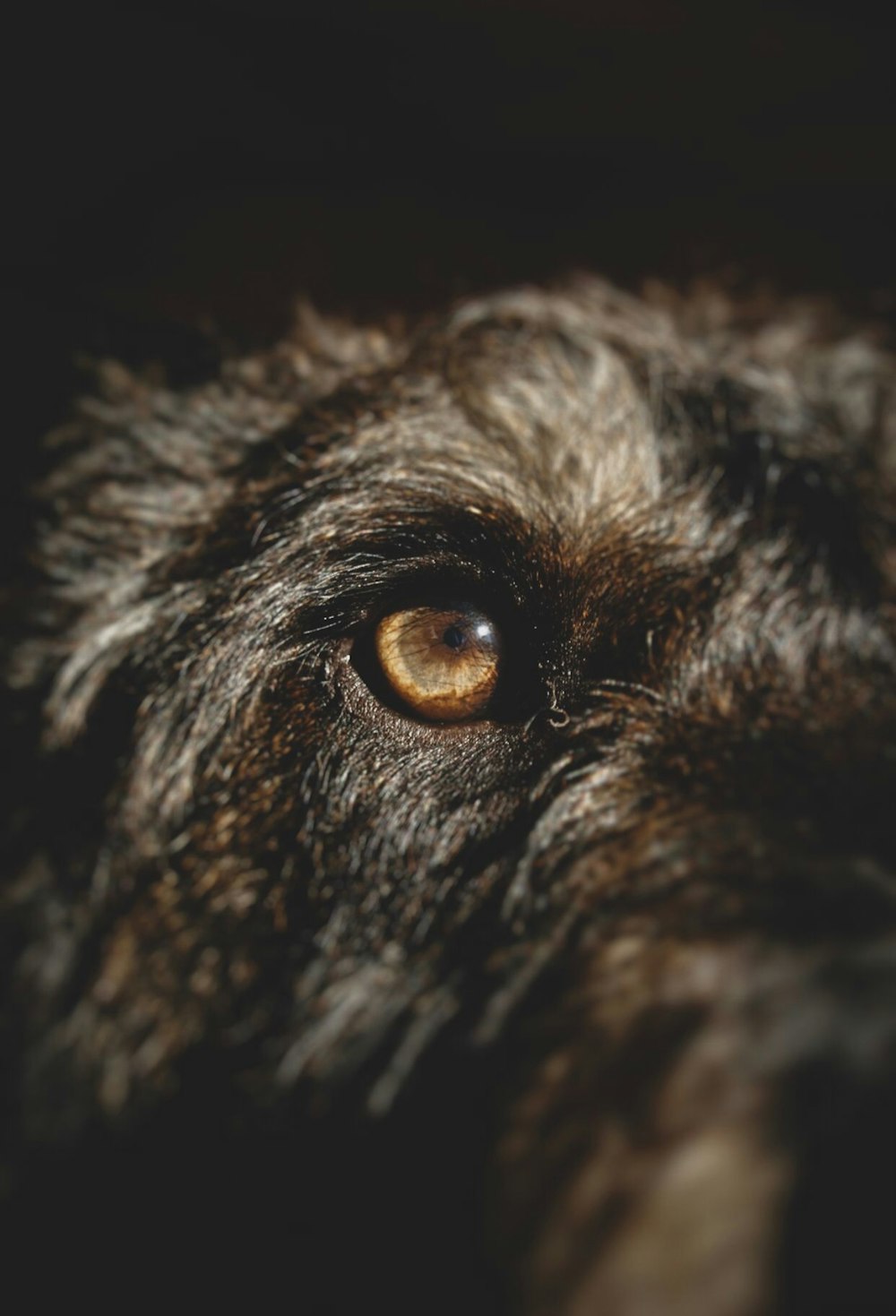Eine Nahaufnahme der braunen Augen eines Hundes