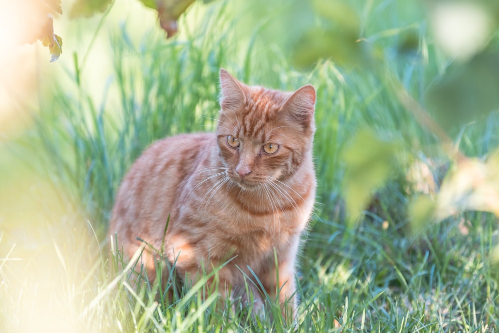a small orange cat sitting in the grass