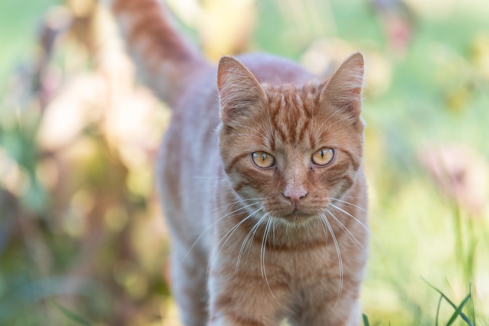 an orange cat walking in the grass with a blurry background