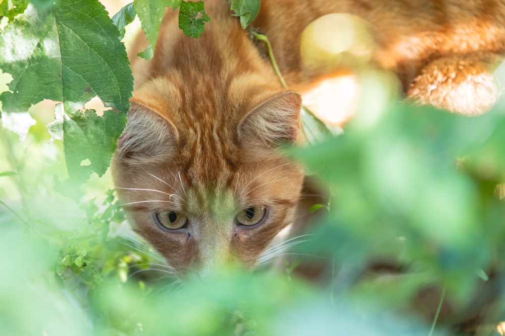 a cat hiding in the leaves of a tree