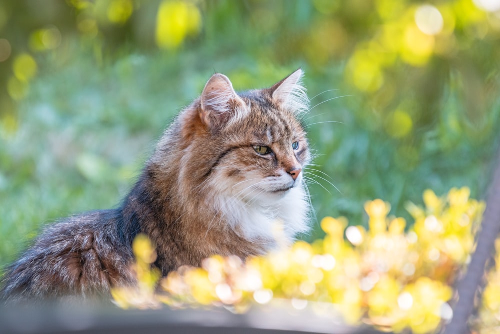 Eine Katze, die im Gras sitzt und etwas anschaut