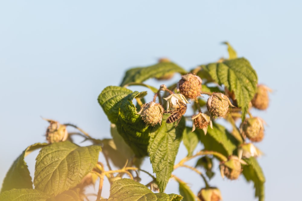 a close up of a tree with lots of leaves